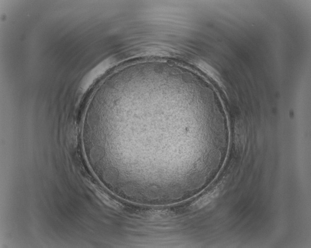 X0000063461067200601271558