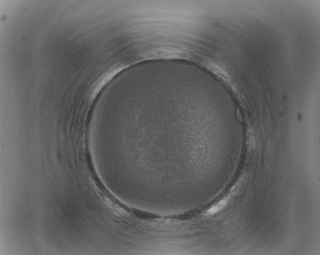 X0000063461081200601271558