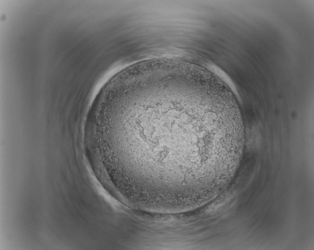 X0000063461099200601271558