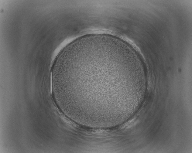 X0000063461175200601271557