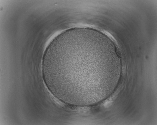 X0000063461183200601271556