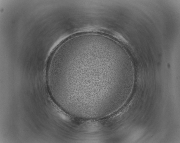 X0000063461216200601271556