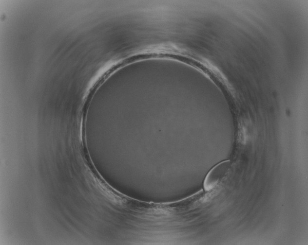 X0000063461224200601271556