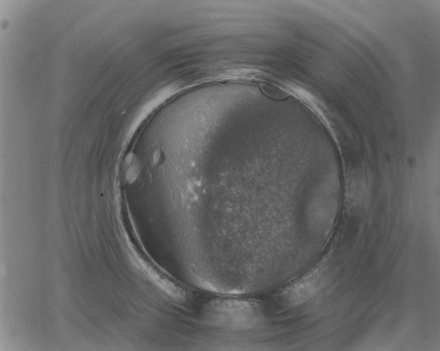 X0000063461235200601271556