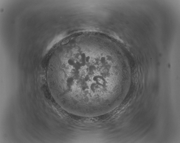 X0000063461255200601271555