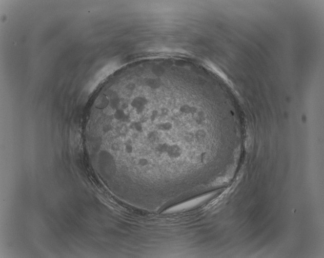 X0000063461259200601271555