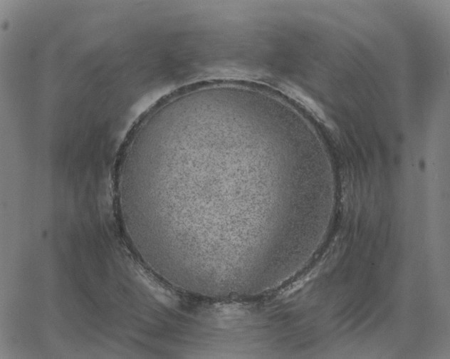 X0000063461264200601271555