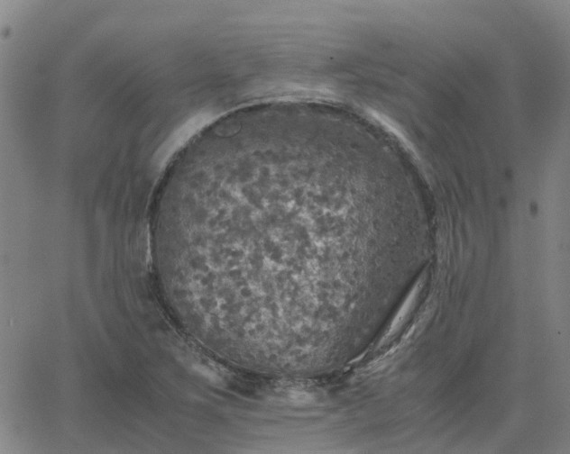 X0000063461267200601271555