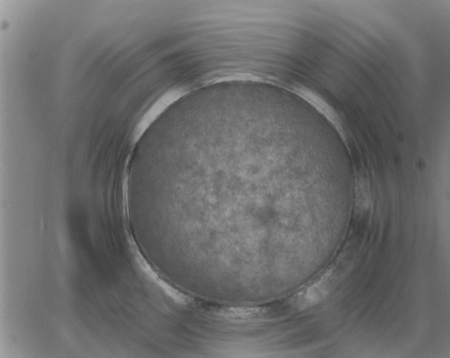 X0000063461290200601271555