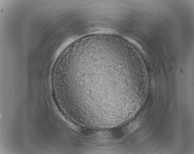 X0000063461375200601271553