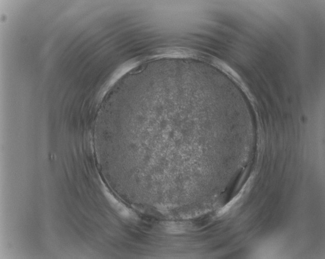 X0000063461433200601271553