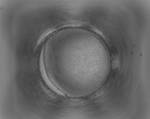 X0000063461448200601271552