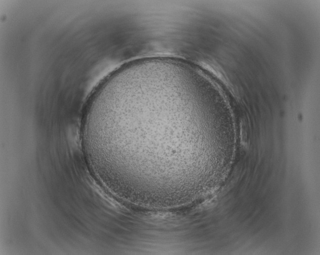 X0000063461452200601271552