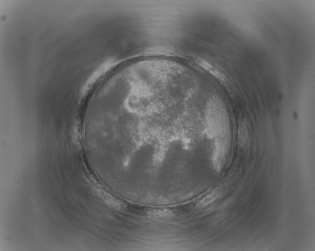 X0000063461454200601271552