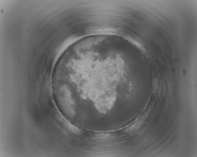 X0000063461470200601271552