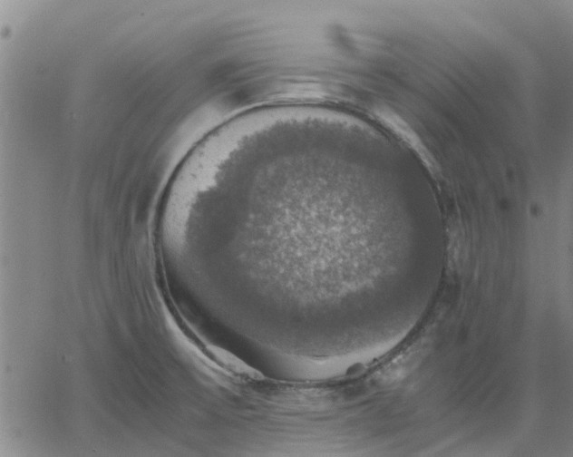 X0000063461475200601271552