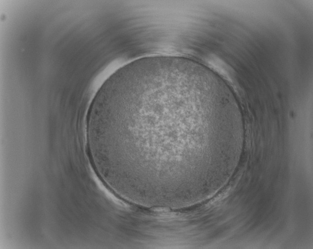 X0000063461479200601271552