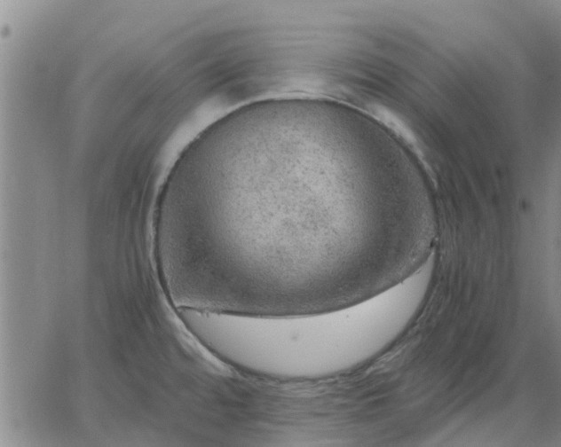 X0000063461480200601271552