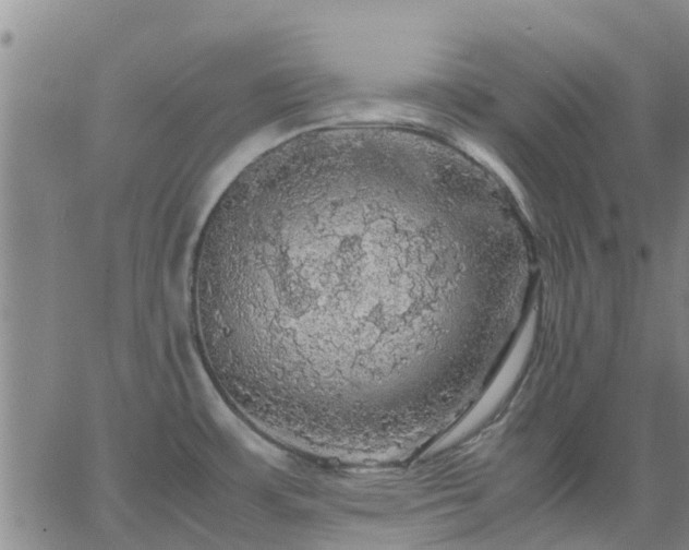 X0000063461483200601271552