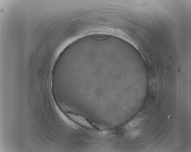 X0000063461523200601271551