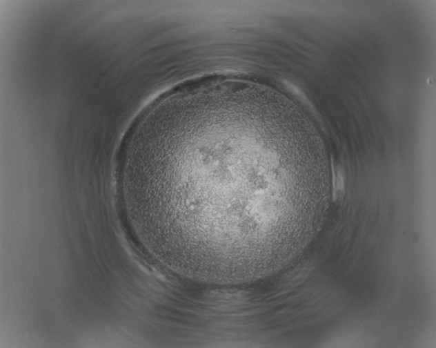 X0000063460435200602031838