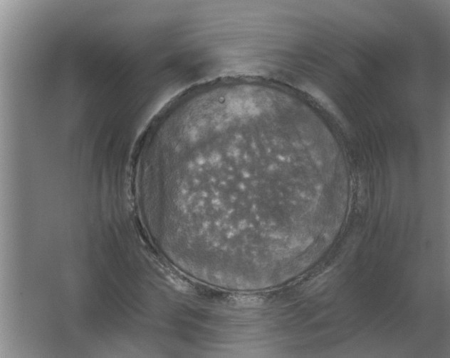 X0000063460878200602031831