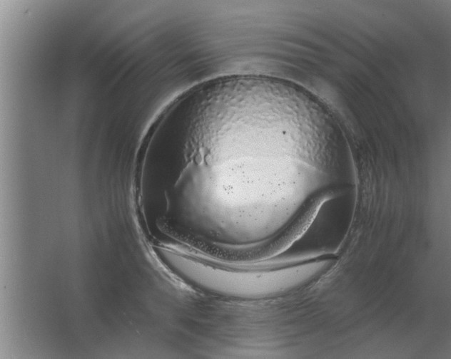 X0000063460896200602031831