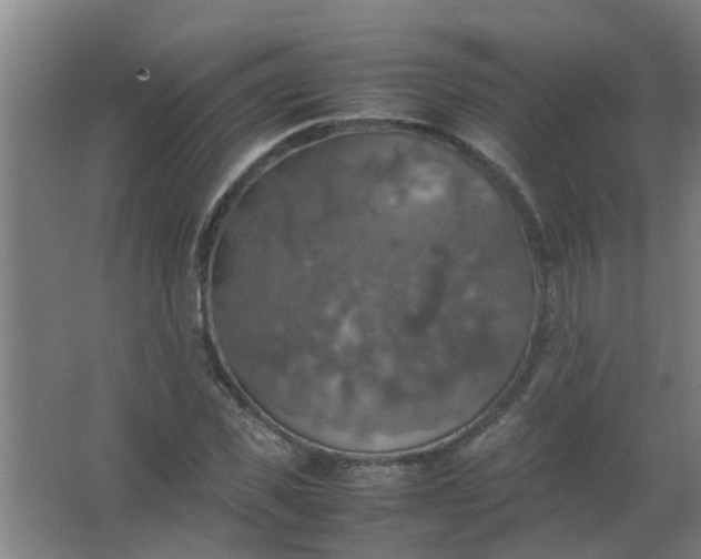 X0000063460925200602031830