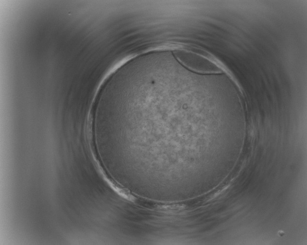 X0000063461053200602031829