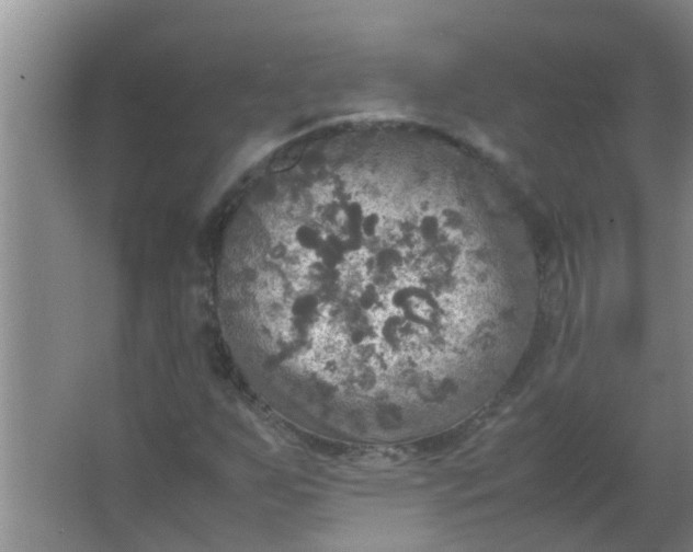 X0000063461255200602031825