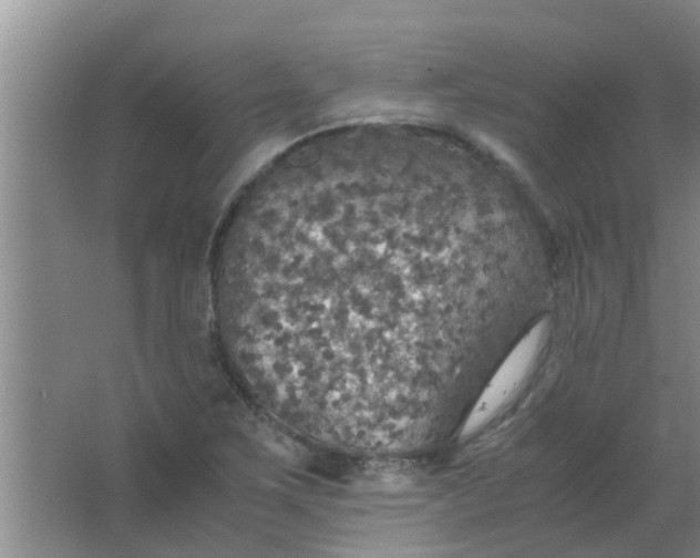 X0000063461267200602031824