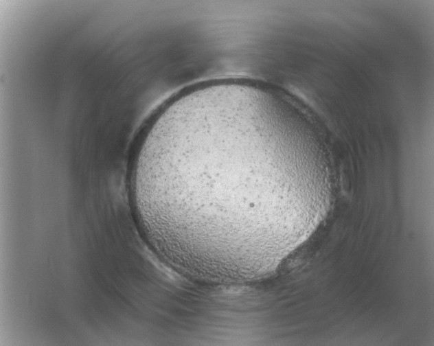 X0000063461452200602031821