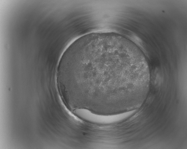 X0000063461484200602031821