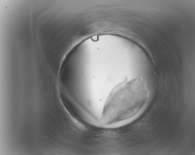 X0000063461525200602031820