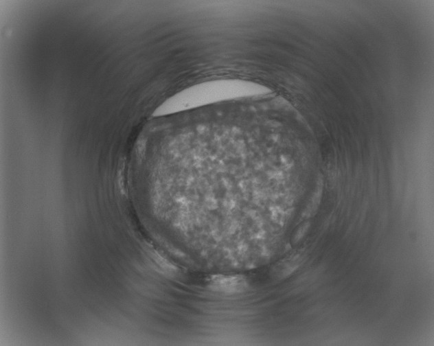 X0000063460185200602101724