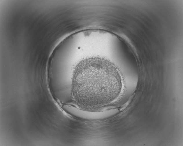 X0000063460910200602101711