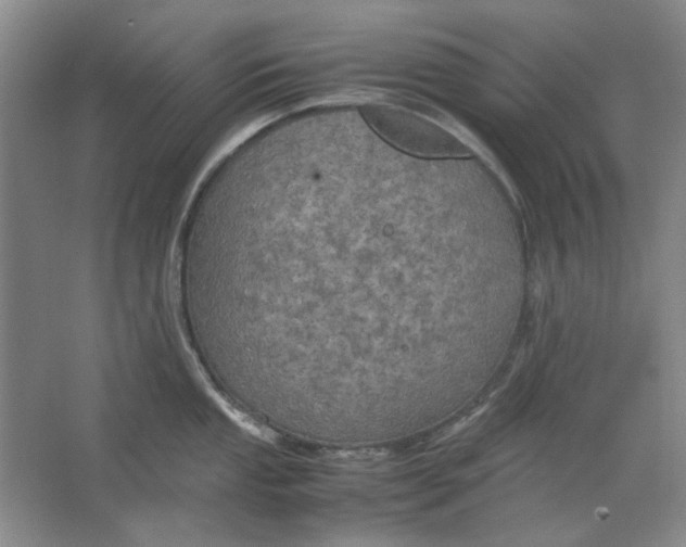 X0000063461053200602101709