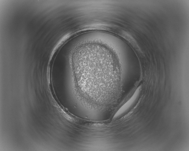 X0000063461180200602101706