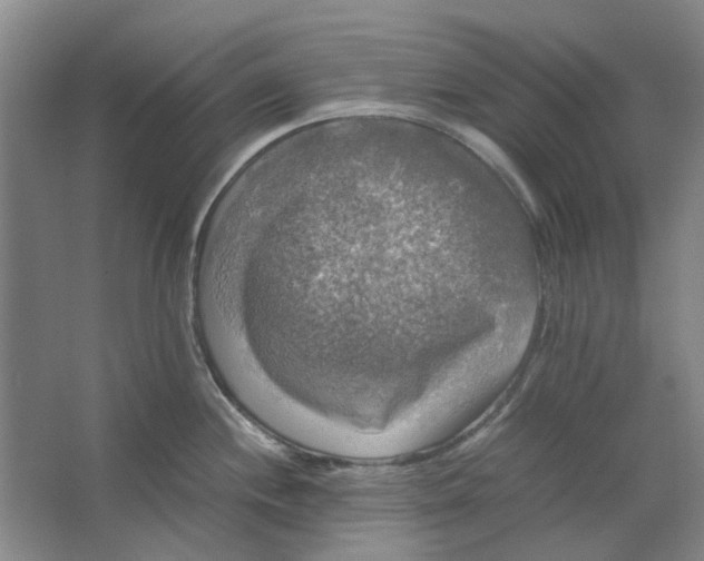 X0000063461244200602101706