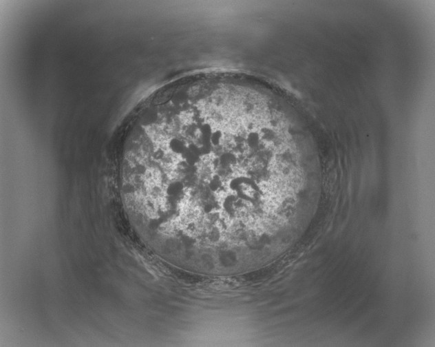 X0000063461255200602101705