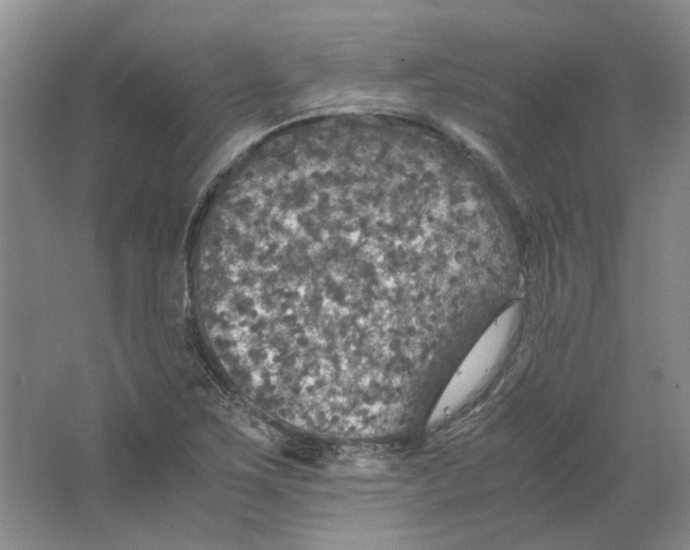 X0000063461267200602101705