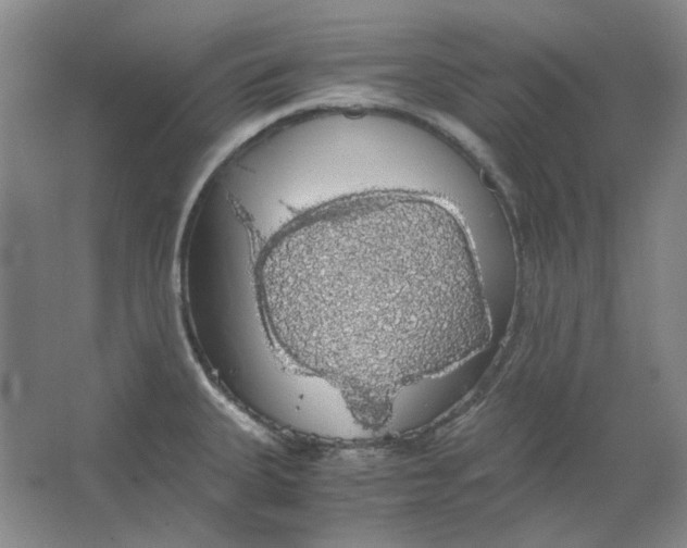 X0000063461335200602101704