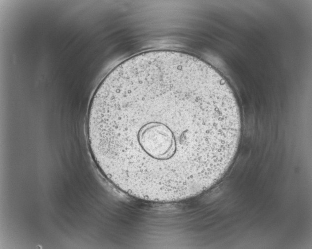 X0000063461338200602101704