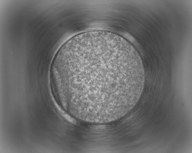 X0000063461431200602101703