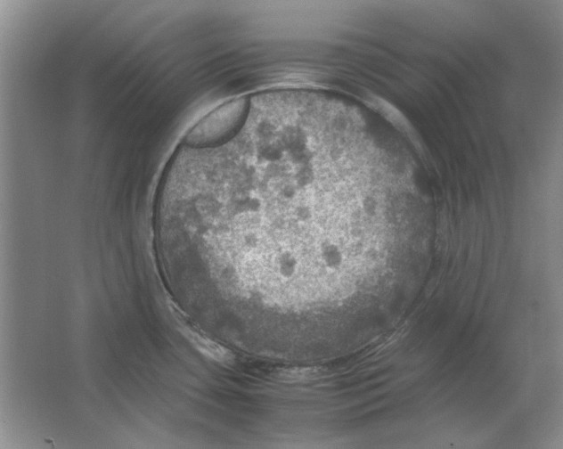 X0000063461435200602101703