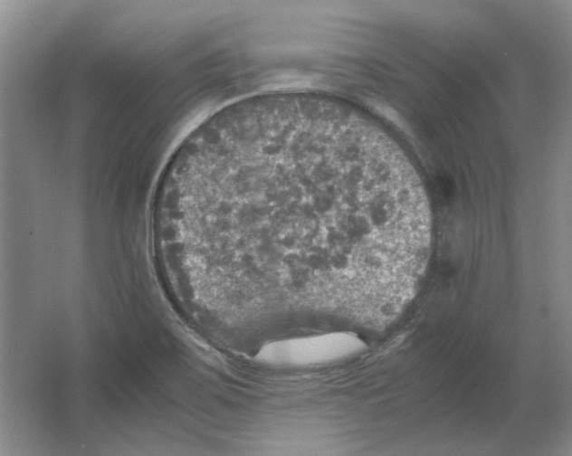 X0000063461467200602101702