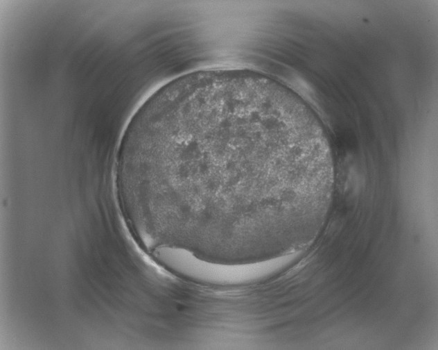 X0000063461484200602101701