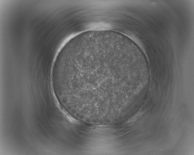 X0000063461488200602101701