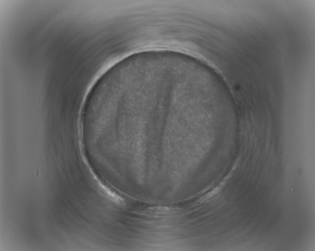 X0000063461517200602101701