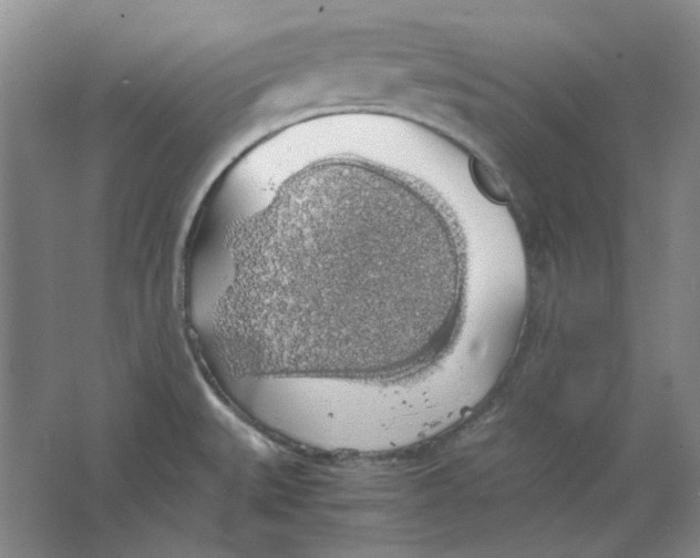 X0000063461527200602101701